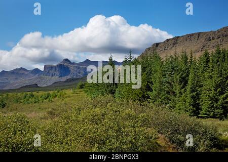 Vista dalla foresta di Stekkjarvellir alle pareti rocciose del monte Ellidatindar sulla penisola di Snaefellsnes. Foto Stock