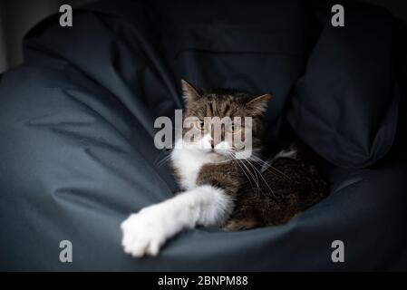 tabby gatto shorthair britannico bianco riposante su cuscino di sacchetto blu comodo del fagiolo che si estende fuori la zampa Foto Stock