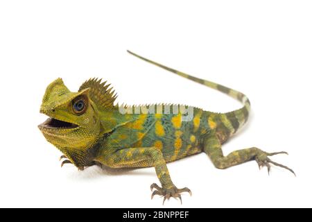 Drago foresta di Chameleon / Gonocephalus chamaeleontinus isolato su sfondo bianco Foto Stock