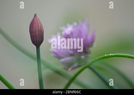 Erba cipollina, germoglio con semi, cipolla selvatica pianta in fiore sullo sfondo, petali viola, gambo verde, all'aperto Foto Stock