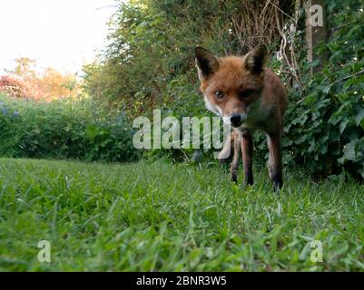 Una volpe rossa selvatica maschio (vulpes Vulpes) emerge dal sottobosco di prima sera, Warwickshire Foto Stock