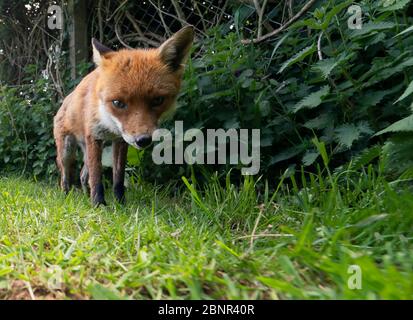 Una volpe rossa selvatica maschio (vulpes Vulpes) emerge dal sottobosco di prima sera, Warwickshire Foto Stock