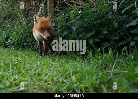 Una volpe rossa selvatica maschio (vulpes Vulpes) emerge dal sottobosco di prima sera, Warwickshire Foto Stock