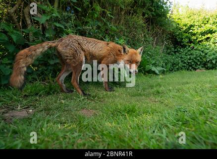 Una volpe rossa selvatica maschio (vulpes Vulpes) emerge dal sottobosco di prima sera, Warwickshire Foto Stock