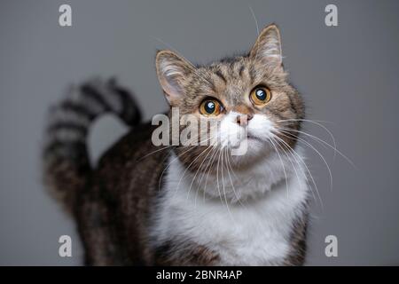 studio ritratto di un simpatico tabby bianco britannico shorthair gatto guardando curioso con copia spazio Foto Stock