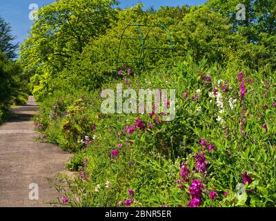 Europa, Germania, Assia, Marburg, giardino botanico dell'Università di Philipp, fiori da giardino fioriti sul giardino delle piante utili Foto Stock