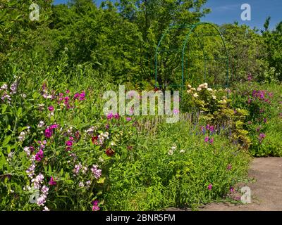 Europa, Germania, Assia, Marburg, giardino botanico dell'Università di Philipp, fiori da giardino fioriti sul giardino delle piante utili Foto Stock