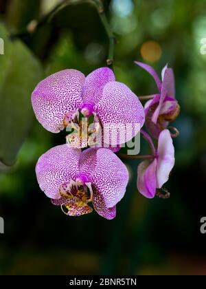 Europa, Germania, Assia, Marburg, giardino botanico dell'Università di Filippi, orchidee nella casa tropicale Foto Stock