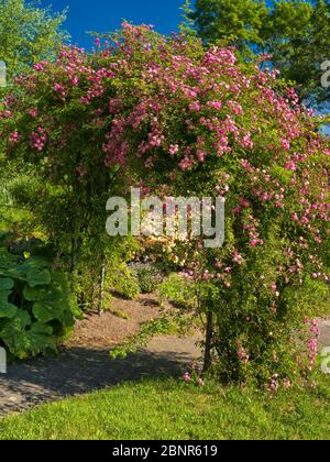 Europa, Germania, Assia, Marburg, Orto Botanico dell'Università di Filippo, Rosenbogen Foto Stock