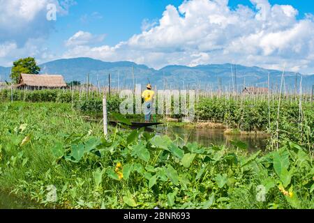 Inle Lake Myanmar - 2 novembre 2013; Inle Lake locali lavorano da barche che coltivano verdure e frutta in grandi giardini che galleggiano sulla superficie del l Foto Stock