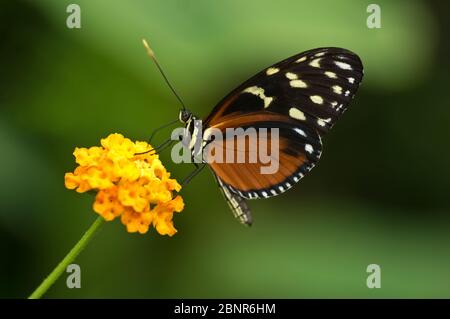 Europa, Germania, Assia, Marburg, giardino botanico dell'Università di Philipp, farfalla di fiori di passione tigre (heliconius hecale) nella casa delle farfalle Foto Stock