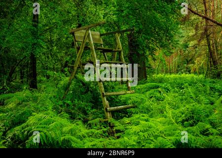 foresta in estate con un alto posto per i cacciatori di felce-surgrown è Foto Stock