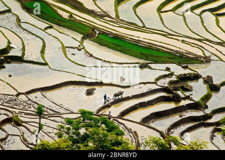 Y TY, LAO CAI, VIETNAM - 9 MAGGIO 2020: Agricoltori etnici che lavorano in modo tradizionale sulle terrazze per un nuovo raccolto utilizzando l'acqua naturale delle montagne. Foto Stock