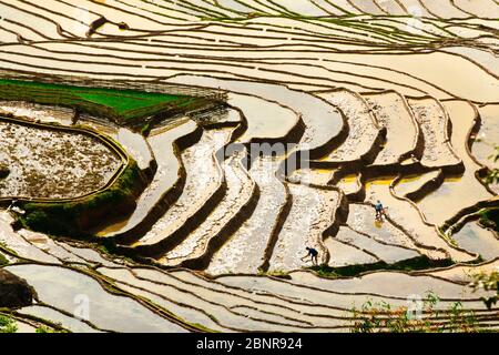 Y TY, LAO CAI, VIETNAM - 9 MAGGIO 2020: Agricoltori etnici che lavorano in modo tradizionale sulle terrazze per un nuovo raccolto utilizzando l'acqua naturale delle montagne. Foto Stock