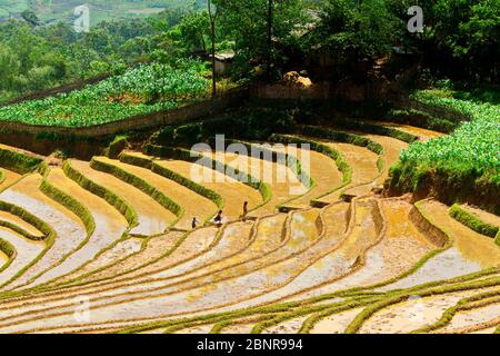 Y TY, LAO CAI, VIETNAM - 9 MAGGIO 2020: Bambini etnici che corrono sulle terrazze piene d'acqua Foto Stock