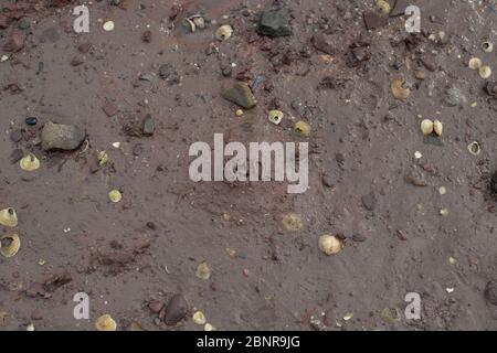 Verme gettato su spiaggia fangosa. Foto Stock