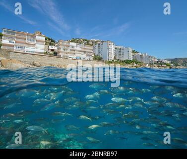 Spagna costa con edifici a Roses città e una scuola di pesce sott'acqua, Mar Mediterraneo, Costa Brava, Catalogna, vista split sopra l'acqua Foto Stock