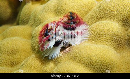 Vita marina, verme dell'albero di Natale, Spirobranchus giganteus, fissato su corallo lobo, sottomarino nell'oceano Pacifico, Polinesia, isole Cook Foto Stock