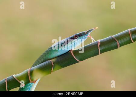 Rinoceros Ratsnake {Rhynchophis Boulengeri} conosciuto anche come (Rhinoceros Snake, Rhino Rat Snake, Vietnamita Longnose Snake, o Green Unicorn) avvolta Foto Stock