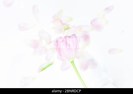 Petali di un tulipano, flatlay Foto Stock