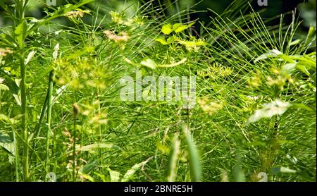 Erba selvatica, prato, provincia di Bologna, Italia Foto Stock