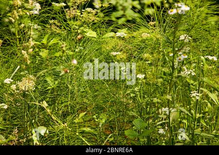 Erba selvatica, prato, provincia di Bologna, Italia Foto Stock