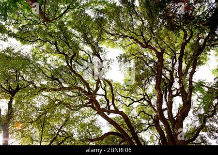 Albero, grande, Firenze, Toscana, Italia Foto Stock