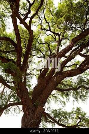 Albero, grande, Firenze, Toscana, Italia Foto Stock