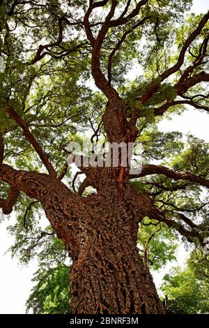Albero, grande, Firenze, Toscana, Italia Foto Stock