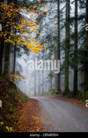 Parco Nazionale delle foreste Casentinesi, Badia Prataglia, Toscana, Italia, Europa. Strada attraverso il bosco. Foto Stock