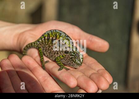 Camaleonte multicolore seduto su una mano umana Foto Stock