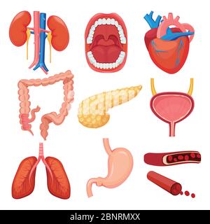 Raccolta di organi umani. Cervello fegato polmone stomaco muscolo vettore anatomia medica illustrazioni Illustrazione Vettoriale