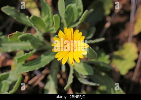 Calendula arvensis, Filed Marigold. Pianta selvatica sparato in primavera. Foto Stock