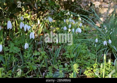 Galanthus nivalis, Snowdrop. Pianta selvatica sparato in primavera. Foto Stock