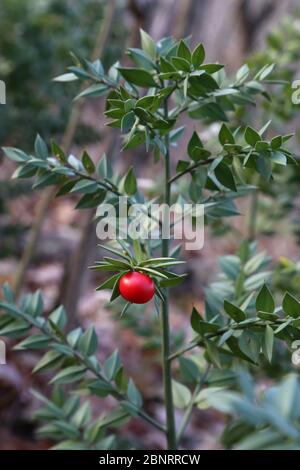 Ruscus aculeatus, scamone di macellaio. Pianta selvatica sparato in primavera. Foto Stock