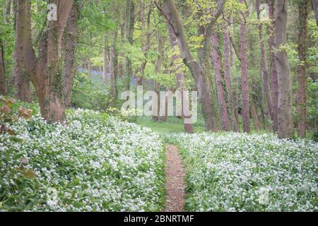 Un bosco di faggio pieno di fiori selvatici tra cui bluebells e ramsons, aglio selvatico in tarda primavera in Inghilterra, con un sentiero che attraversa il bosco Foto Stock