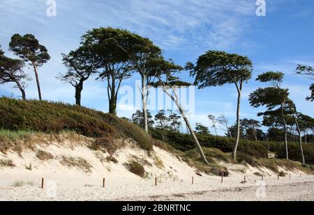 Impressioni sul Darss Foto Stock