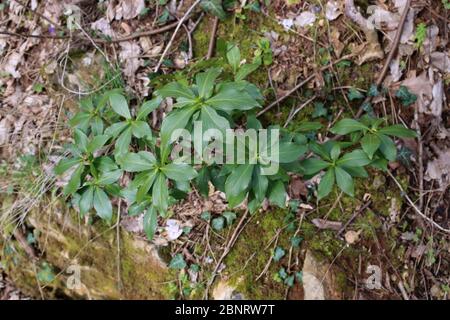 Daphne pontica - pianta selvaggia sparata in primavera. Foto Stock