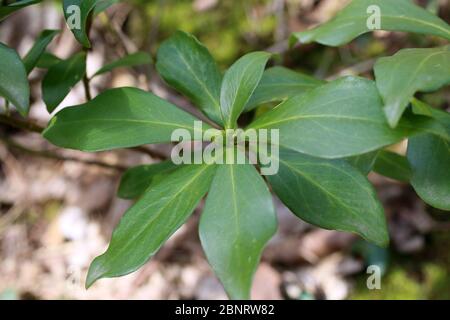 Daphne pontica - pianta selvaggia sparata in primavera. Foto Stock