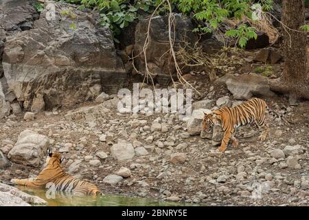 cub arrabbiato tigre che viene a sua madre per rinfrescare fuori nel corpo di acqua naturale in estate calda del pomeriggio al parco nazionale di ranthambore, rajasthan, india Foto Stock