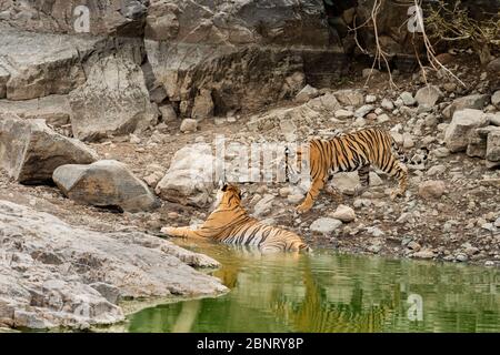 cub arrabbiato tigre che viene a sua madre per rinfrescare fuori nel corpo di acqua naturale in estate calda del pomeriggio al parco nazionale di ranthambore, rajasthan, india Foto Stock