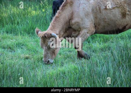 colpo di testa di mucca in campo che mangia erba Foto Stock