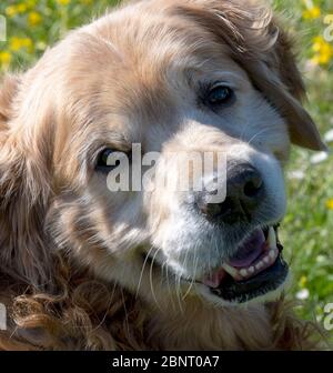 Ritratto di un adulto maschio Golden Retriever. Foto Stock