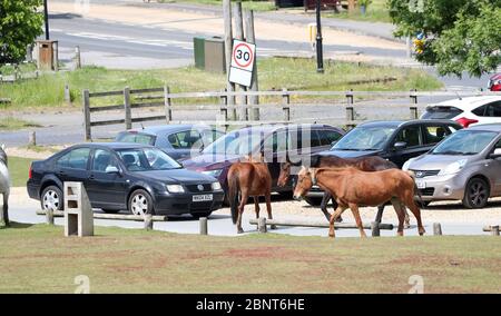 New Forest, Hampshire. 16 maggio 2020. Regno Unito Meteo. Il primo fine settimana dopo che le restrizioni del coronavirus sono state allentate in Inghilterra, i parcheggi al banco di Bolton nella New Forest sono stati imballati. Una donna che passa pony alla ricerca di un posto auto. Credit Stuart Martin/Alamy Live News Foto Stock