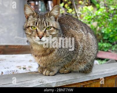 Tabby gattino con occhi verdi e gialli seduti sulla scrivania in legno intemperato all'aperto in veranda in estate Foto Stock