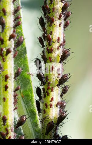 Afidi nere (Aphididae) che aspirano sul gambo di una pianta, Foto Stock