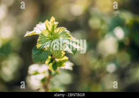 Ribes Nigrum o ribes nero. Foglie giovani di foglia verde di primavera che crescono nella pianta di Bush. Giovane lussureggiante su arbusto in Giardino vegetale. Foto Stock