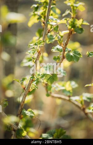 Ribes Nigrum o ribes nero. Foglie giovani di foglia verde di primavera che crescono nella pianta di Bush. Giovane lussureggiante su arbusto in Giardino vegetale. Foto Stock