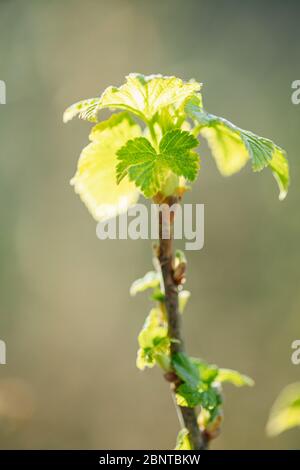 Ribes Nigrum o ribes nero. Foglie giovani di foglia verde di primavera che crescono nella pianta di Bush. Giovane lussureggiante su arbusto in Giardino vegetale. Foto Stock