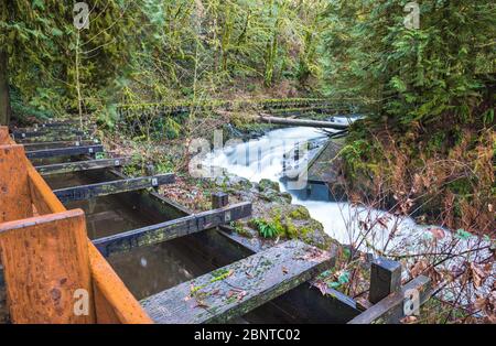 Scena del Cedar Creek mulino grist al mattino, Washington, usa. Foto Stock